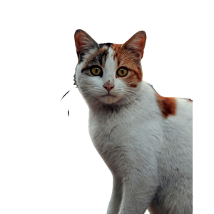 A Calico Cat With Striking Yellow Eyes Sits Outdoors With A Blurred Background. 17189 - Cat PNG image with transparent background